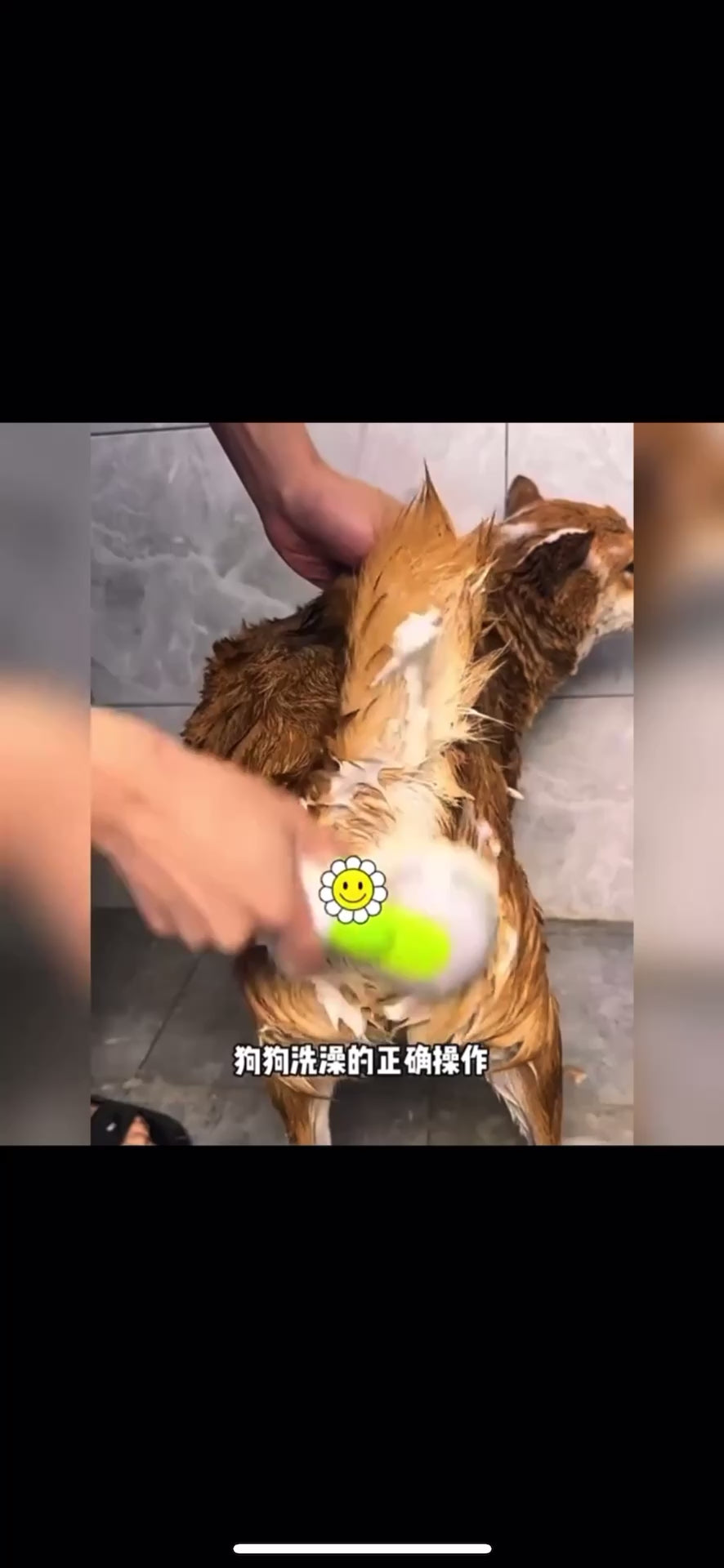 Pet Bath Brush for Small Dogs & Cats